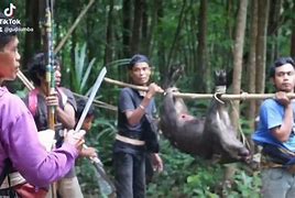 Beruang Menyerang Orang Berburu Babi Melawan